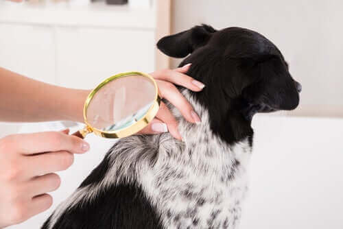 Slik behandles hudinfeksjoner hos hunder