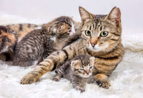 Hvordan og når bør du flytte nyfødte kattunger?