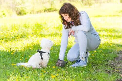 Hunder kan identifiseres ved å teste avføringen deres