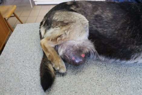 En hund med en venerisk tumor