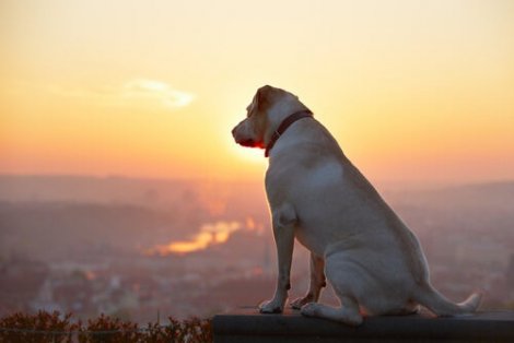 En hund som ser fra toppen av et fjell
