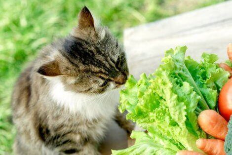 En katt som snuser på grønnsaker