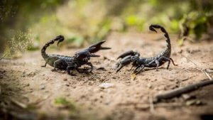 Er skorpioner farlige? Åtte ting du bør vite