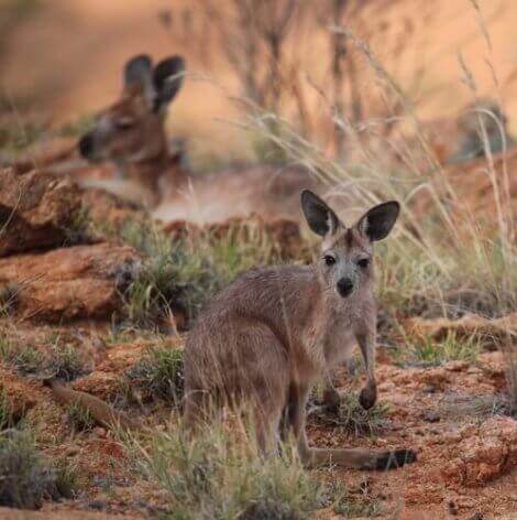 Det australske dyret wallaroo: Kjennetegn og bevaring