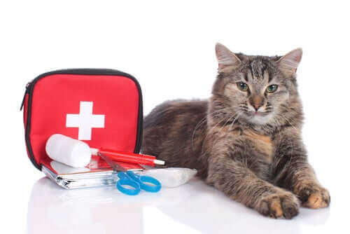 førstehjelpsskrin for katter