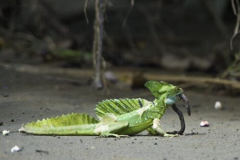 En grønn basilisk som spiser en orm