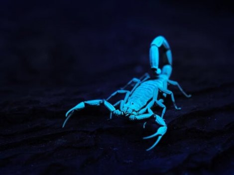 En fluorescerende skorpion