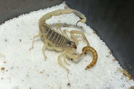 En skorpion som spiser en orm