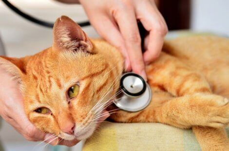 En veterinær som lytter til en katts pust