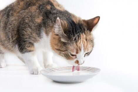 En voksen katt som drikker melk