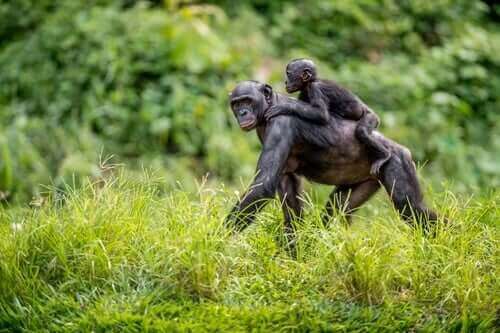 Dvergsjimpanse-mødre hjelper ungene sine med å finne en make
