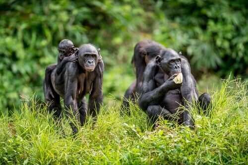 En familie av dvergsjimpanser.