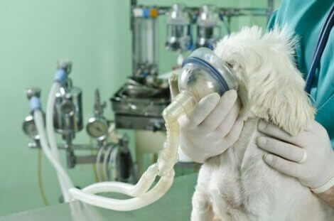En veterinær som hjelper en hund med å puste ved hjelp av tetreolje