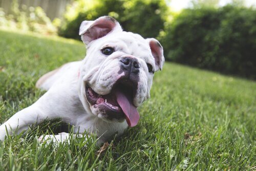 5 tips for å eliminere dårlig ånde hos hunder