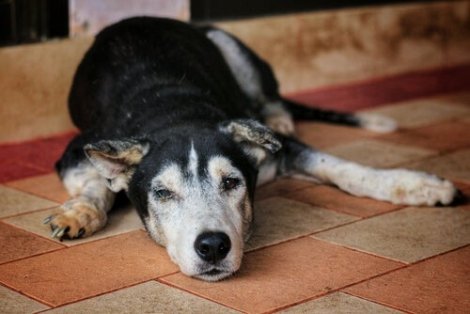 En eldre hund som ligger på gulvet