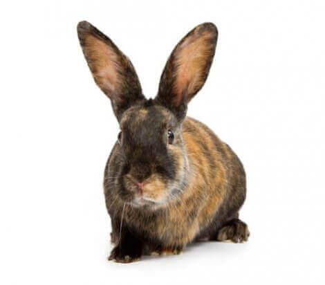 Japaner kanin er en av de beste kaninrasene å ha som kjæledyr