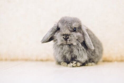 fransk vedder er en av de mest populære kaninrasene å ha som kjæledyr