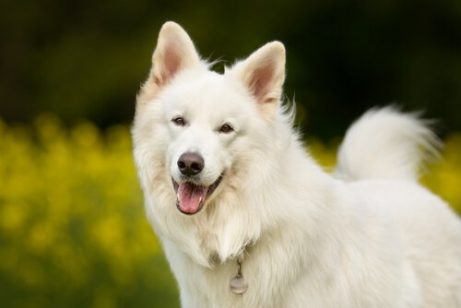 En glad hvit hund
