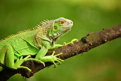 Grønne iguaner - hva spiser de?