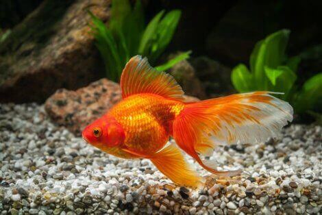 En gullfisk som svømmer i bunnen av akvariet