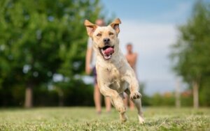 Hunder som terapi for fanger: Hvordan fungerer det?