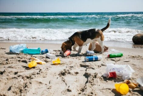 En hund på en forurenset strand