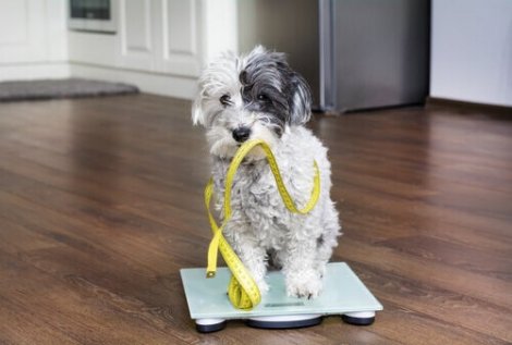 En hund som står på en vekt