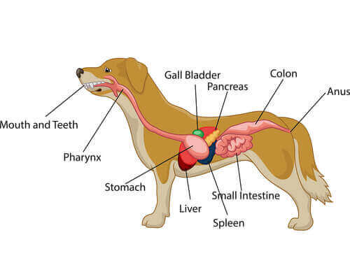 Illustrasjon over hundens fordøyelsessystem. 