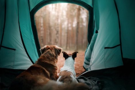 Et par hunder i et telt som ser ut