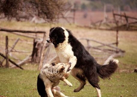 aggressive hunder