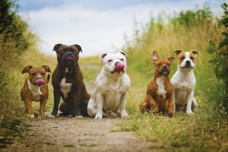 Vaksiner for hunder. Gruppe av hunder i byen.