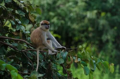 Primaten husarape har veldig lange armer. 