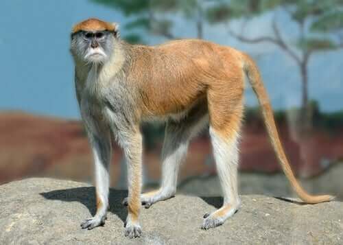Primaten husarape har et merkverdig utseende og trekk. 