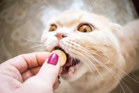 En katt får en pille for halthet hos katter
