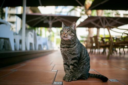 Kattekafé: Stedet der du kan omgi deg med katter