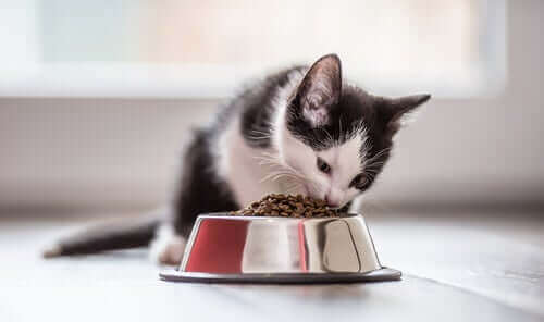 Kosthold og ernæring for katter: 4 ting å vite
