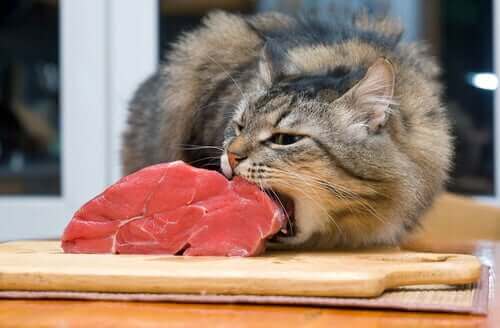 Katt spiser på en stor kjøttbit