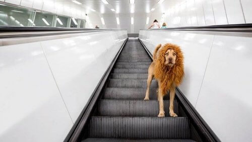 Løvehunden som ble berømt på internett