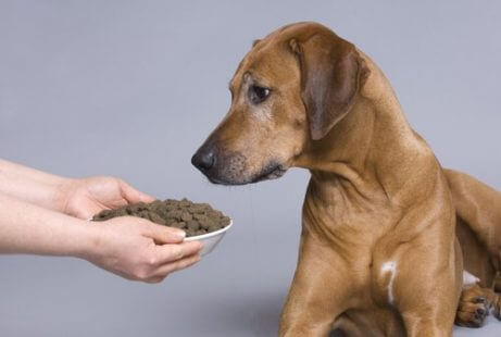Hunden blir matet skikkelig for å eliminere dårlig ånde