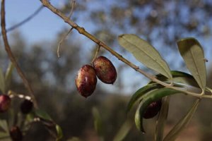 De antibiotiske egenskapene til olivenblader for hunder