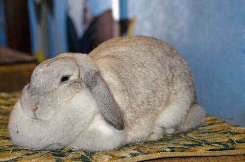 Overvekt hos kaniner - Årsaker og symptomer