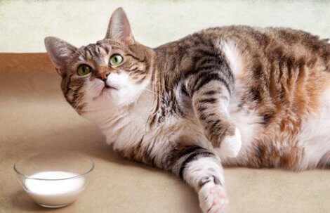 En katt som ligger på bakken ved siden av en bolle med melk