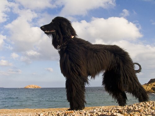 En svart hund som ser ut mot havet