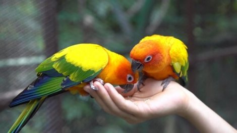To papegøyer som spiser fra noens hånd