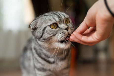 Katt som spiser en godbit