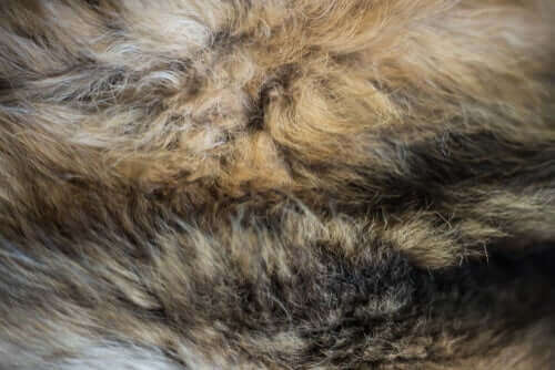 Vitiligo hos hunder kan vise seg som hvite flekker i pelsen. 