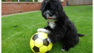 En hund som spiller fotball: Ronaldog