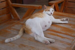 Kattens drektighet: Symptomer, forandringer og fødselen