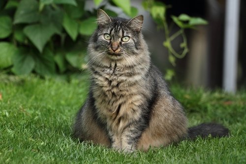 Grå langhåret katt sitter på gress