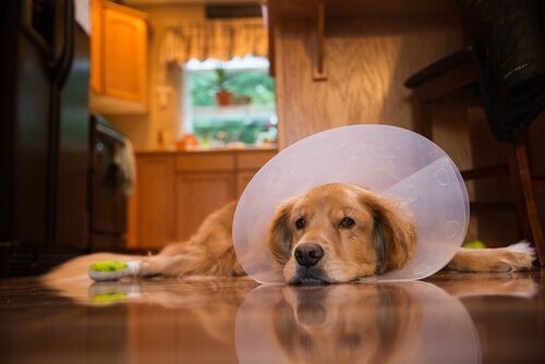 7 tips for å pleie hunden din etter en operasjon